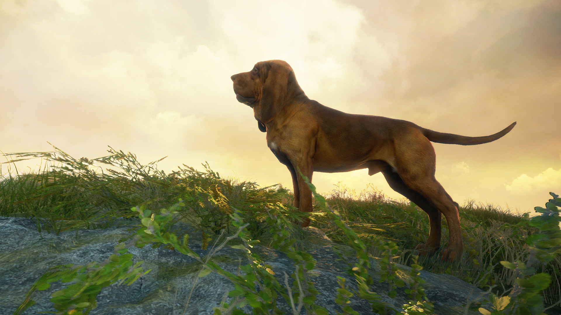 theHunter: Call of the Wild - Bloodhound DLC Steam Altergift, 5.64$